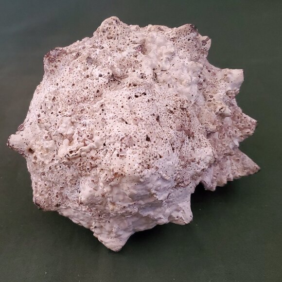 Extra Large Sandy Sea Shell with Wide Mouthed Spikey Conch - Picture 8 of 12